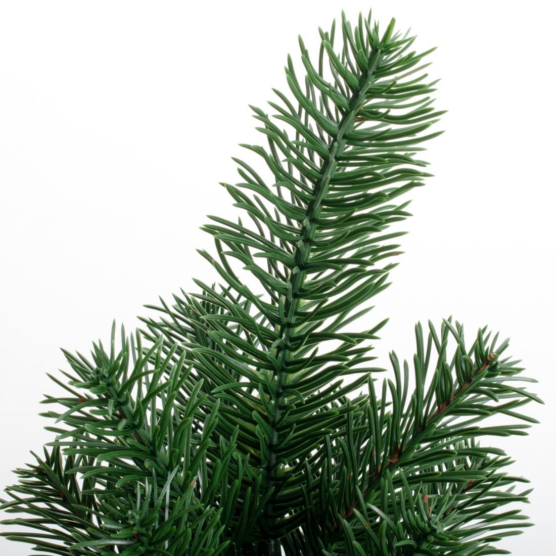 Christmas tree in a Premium cast bag, 70 cm, 100/70/G