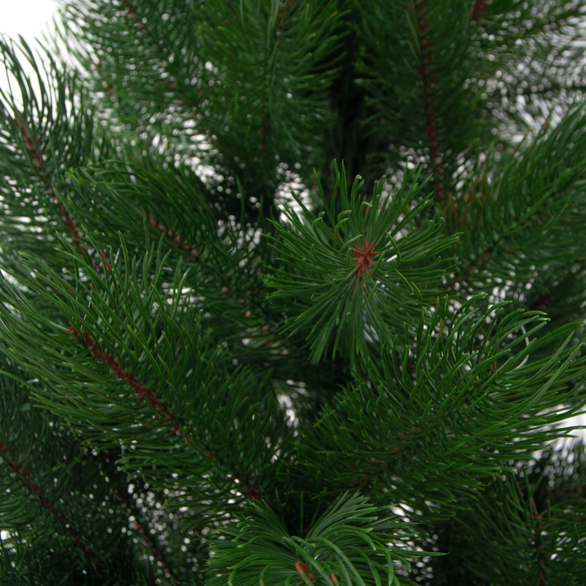 Cast pine, 180 cm, 800/180/G